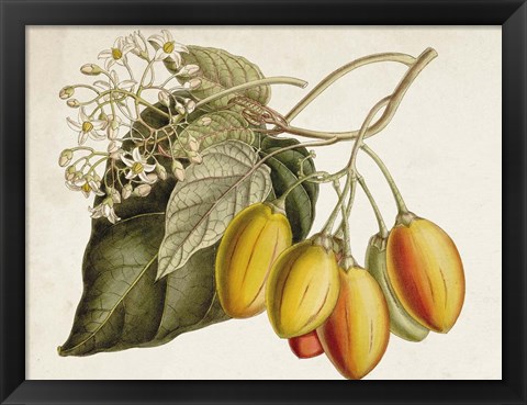 Framed Tropical Foliage &amp; Fruit IV Print