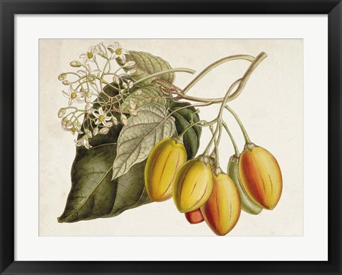 Framed Tropical Foliage &amp; Fruit IV Print