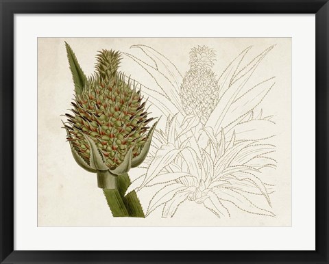 Framed Tropical Foliage &amp; Fruit VI Print