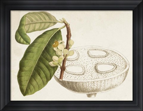 Framed Tropical Foliage &amp; Fruit VII Print