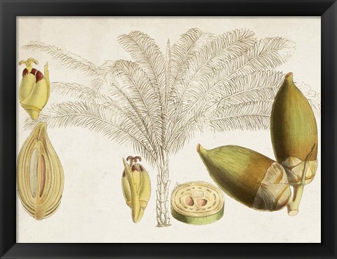 Framed Tropical Foliage &amp; Fruit VIII Print