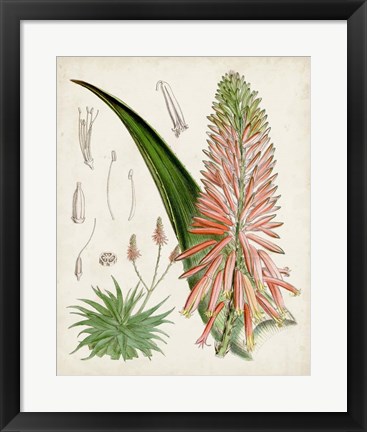 Framed Delicate Tropicals I Print