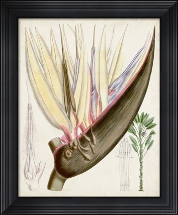 Framed Delicate Tropicals II Print