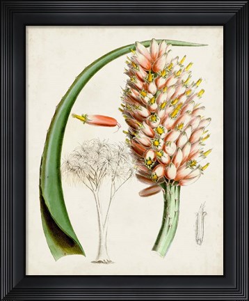Framed Delicate Tropicals III Print
