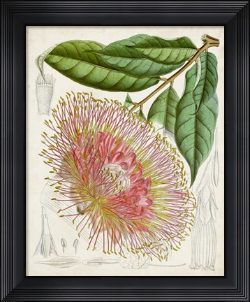 Framed Delicate Tropicals IV Print