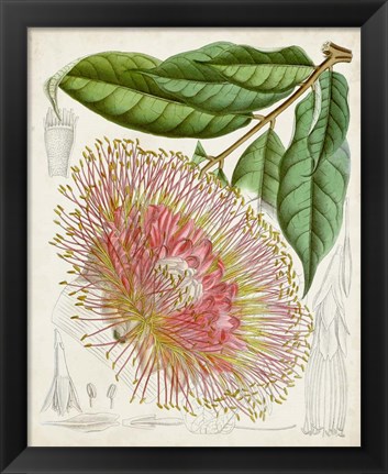 Framed Delicate Tropicals IV Print