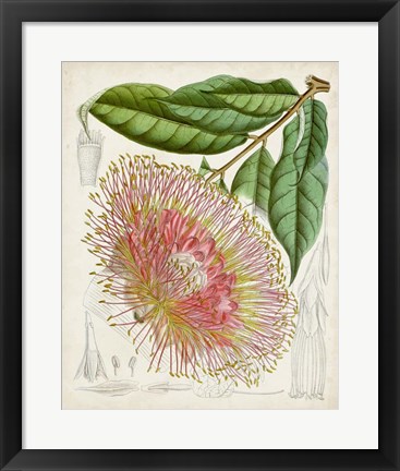 Framed Delicate Tropicals IV Print