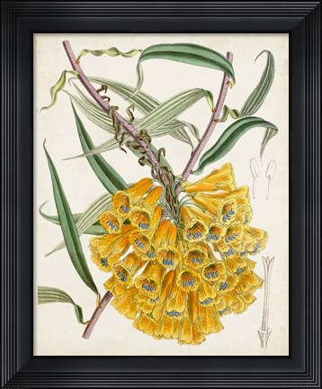 Framed Delicate Tropicals VI Print