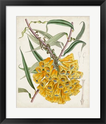 Framed Delicate Tropicals VI Print