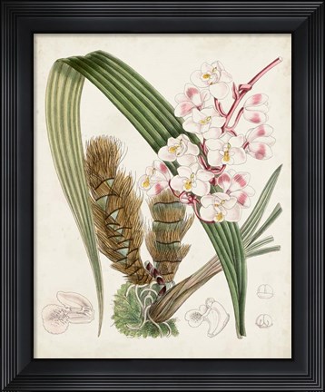 Framed Delicate Tropicals VIII Print