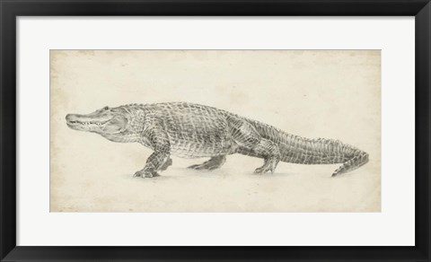 Framed Alligator Sketch Print