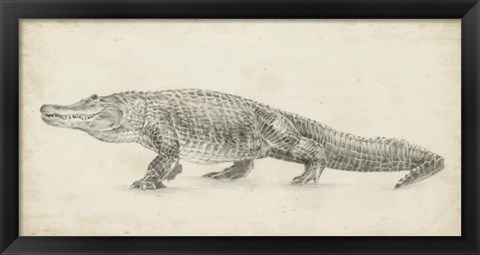 Framed Alligator Sketch Print