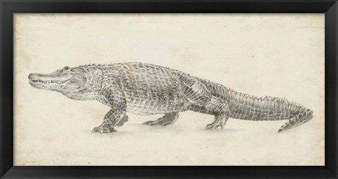 Framed Alligator Sketch Print