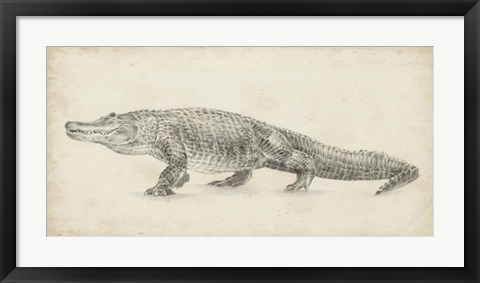 Framed Alligator Sketch Print