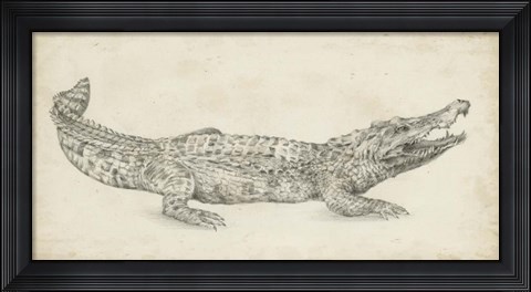 Framed Crocodile Sketch Print