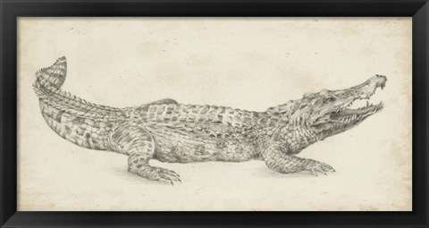 Framed Crocodile Sketch Print