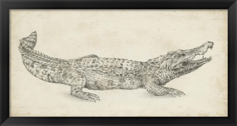 Framed Crocodile Sketch Print