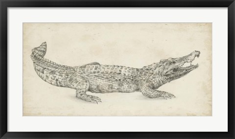 Framed Crocodile Sketch Print