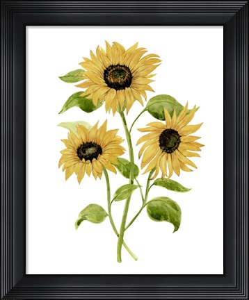 Framed Sunflower Trio I Print