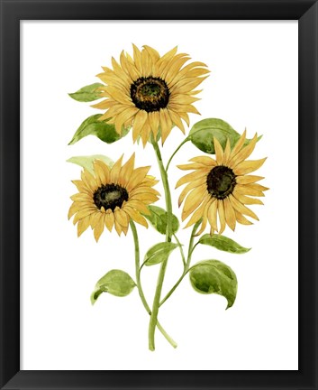 Framed Sunflower Trio I Print