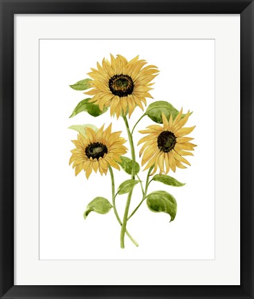 Framed Sunflower Trio I Print