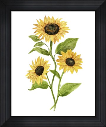 Framed Sunflower Trio II Print