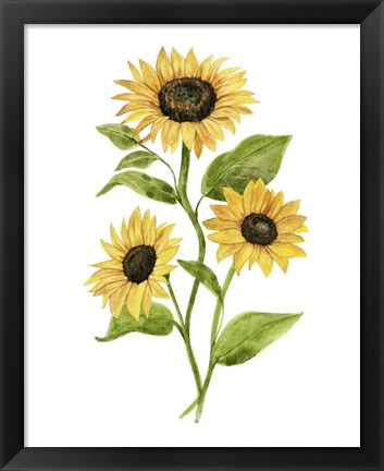 Framed Sunflower Trio II Print