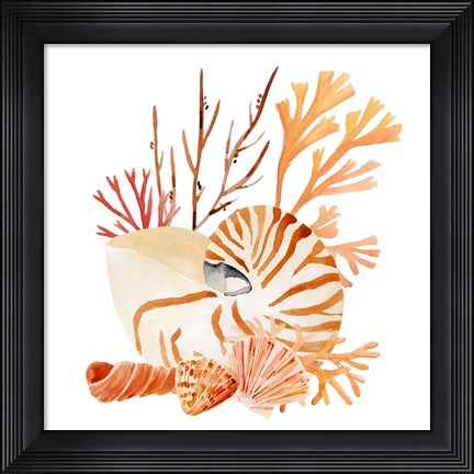 Framed Nautilus Grouping I Print