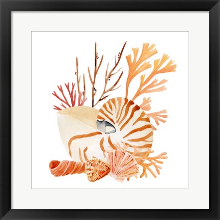 Framed Nautilus Grouping I Print