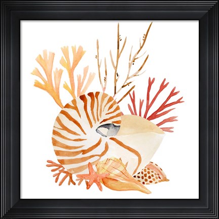 Framed Nautilus Grouping II Print