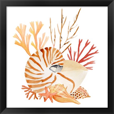 Framed Nautilus Grouping II Print