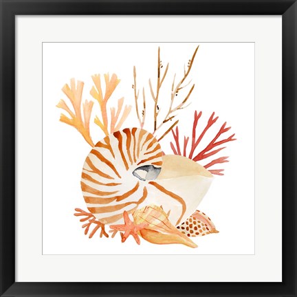 Framed Nautilus Grouping II Print