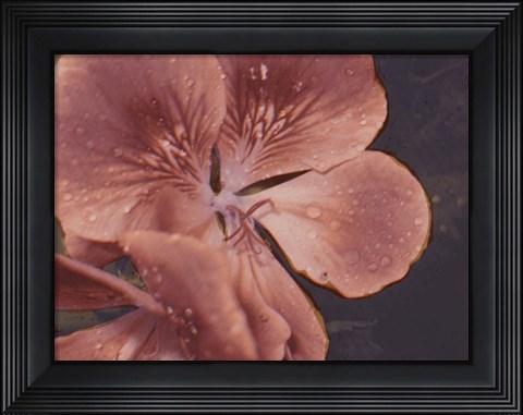 Framed Garden Geraniums I Print