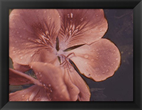 Framed Garden Geraniums I Print
