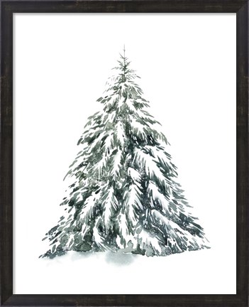 Framed Blue Spruce I Print