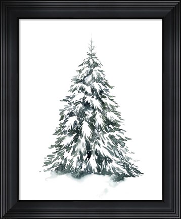 Framed Blue Spruce II Print