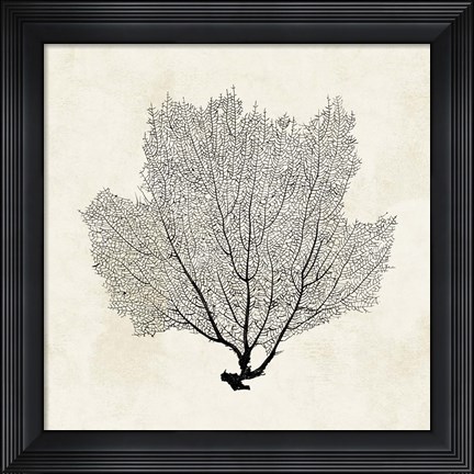 Framed Sea Fan Sketch I Print