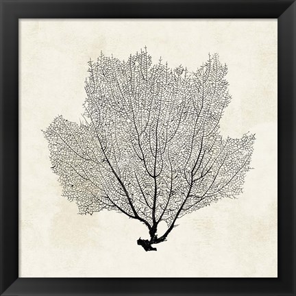 Framed Sea Fan Sketch I Print