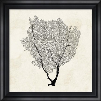 Framed Sea Fan Sketch II Print