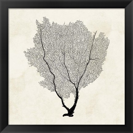 Framed Sea Fan Sketch II Print