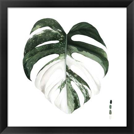 Framed Variegated Monstera I Print
