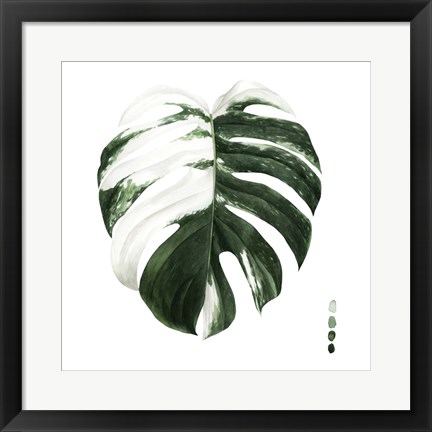 Framed Variegated Monstera II Print