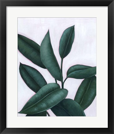 Framed Verdant Ficus II Print