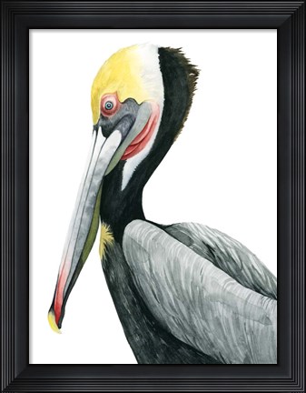Framed Watercolor Pelican II Print