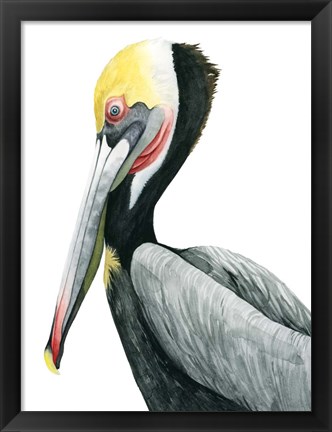 Framed Watercolor Pelican II Print