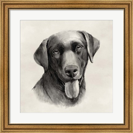 Framed Charcoal Labrador I Print