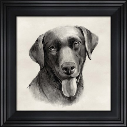 Framed Charcoal Labrador I Print