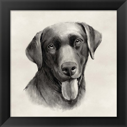 Framed Charcoal Labrador I Print