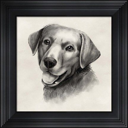 Framed Charcoal Labrador II Print