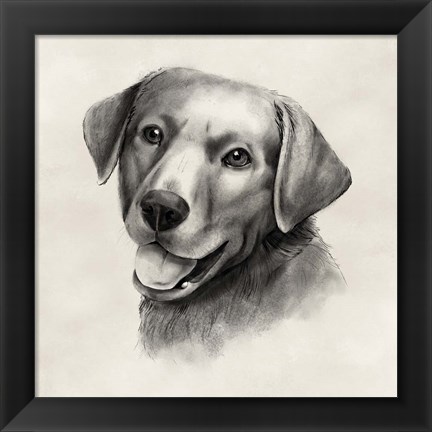 Framed Charcoal Labrador II Print